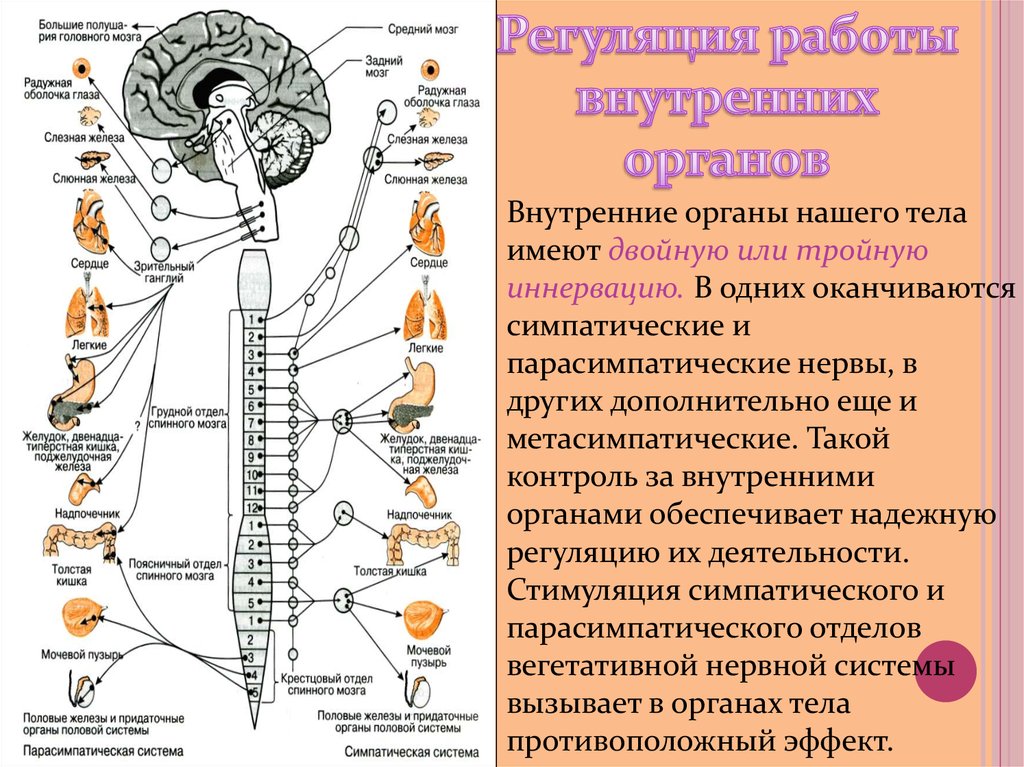 Основная функция внутренних органов. Центры вегетативной нервной системы спинного мозга. Нервы парасимпатического отдела вегетативной нервной системы. Нервы симпатического отдела вегетативной нервной системы. Вегетативная нервная система анатомия схема.