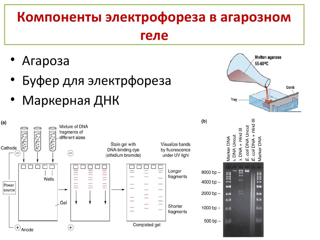 Правила электрофореза. Агарозный гель-электрофорез. Электрофорез ДНК В агарозном геле принцип метода. ПЦР электрофорез в агарозном геле. Схема проведения электрофореза.