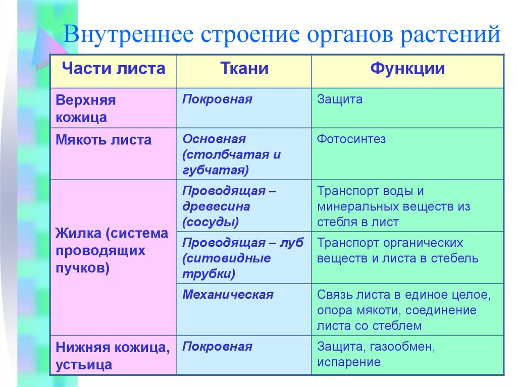 Структура функции органов. Строение и функции растений. Органы растений их строение и функции. Функции частей растений. Внутреннее строение органов растения.