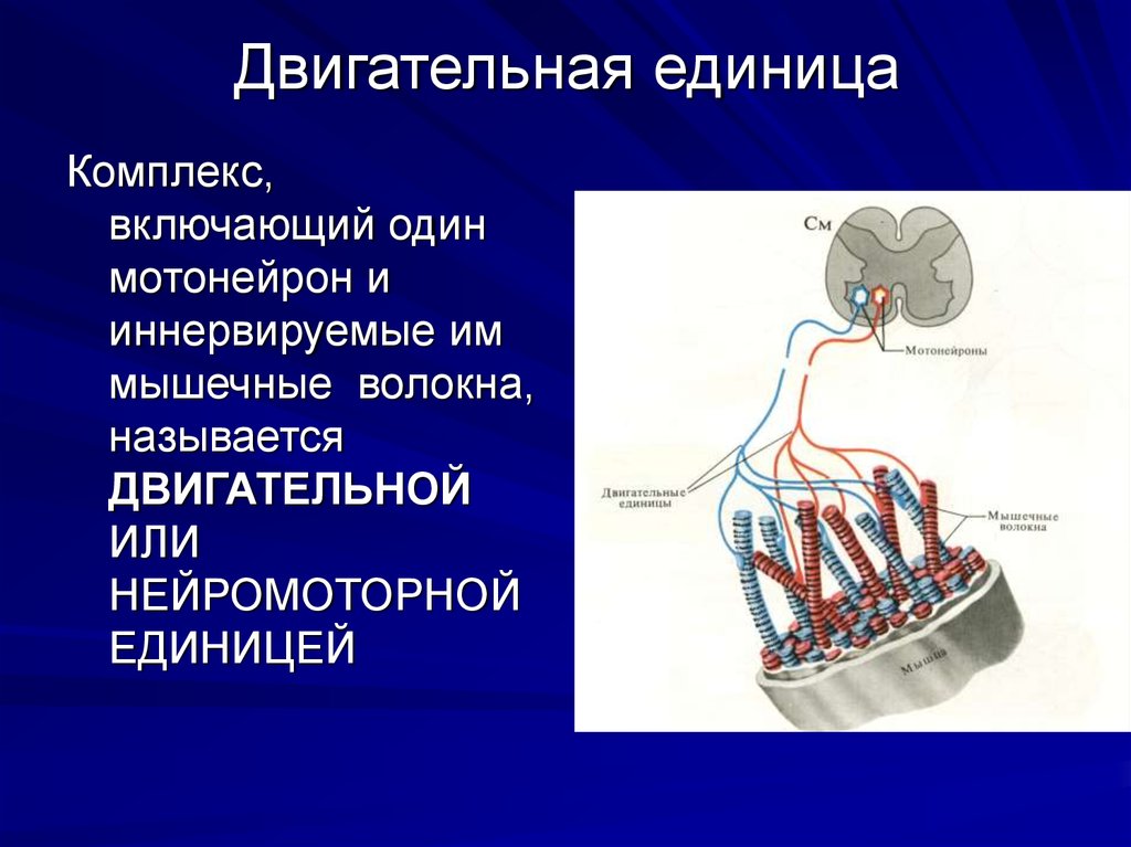 Двигательная единица. Двигательная единица это физиология. Двгиательная я=единица. Понятие о двигательной единице.