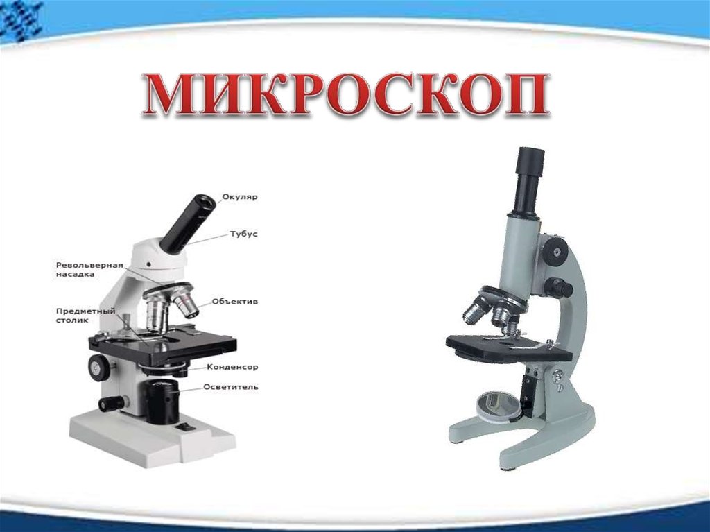 Зачем в микроскопах делают сменные объективы. Окуляр микроскопа. Тубус микроскопа. Окуляр и объектив микроскопа. Объектив микроскопа.