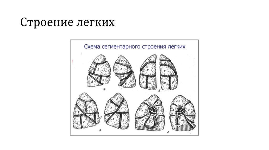 Схема строения легких