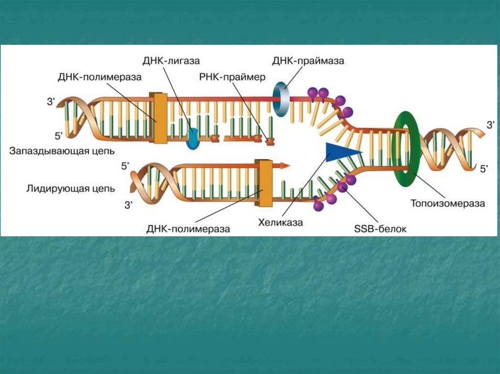 Фермент хеликаза. РНК праймаза. ДНК полимераза и праймаза. ДНК праймаза функции. Праймаза в репликации ДНК.