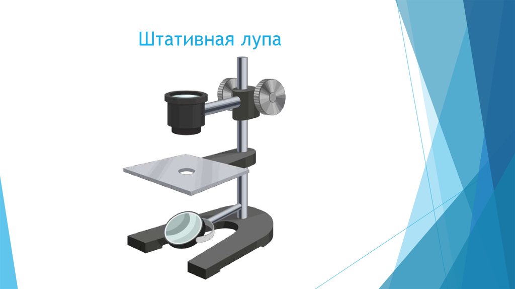 Штативная лупа строение 5 класс. Штативная лупа 5 класс биология. «Лупа 6.5» штативная Советская. Штативная лупа биологий 5. Части штативной лупы биология 5 класс.