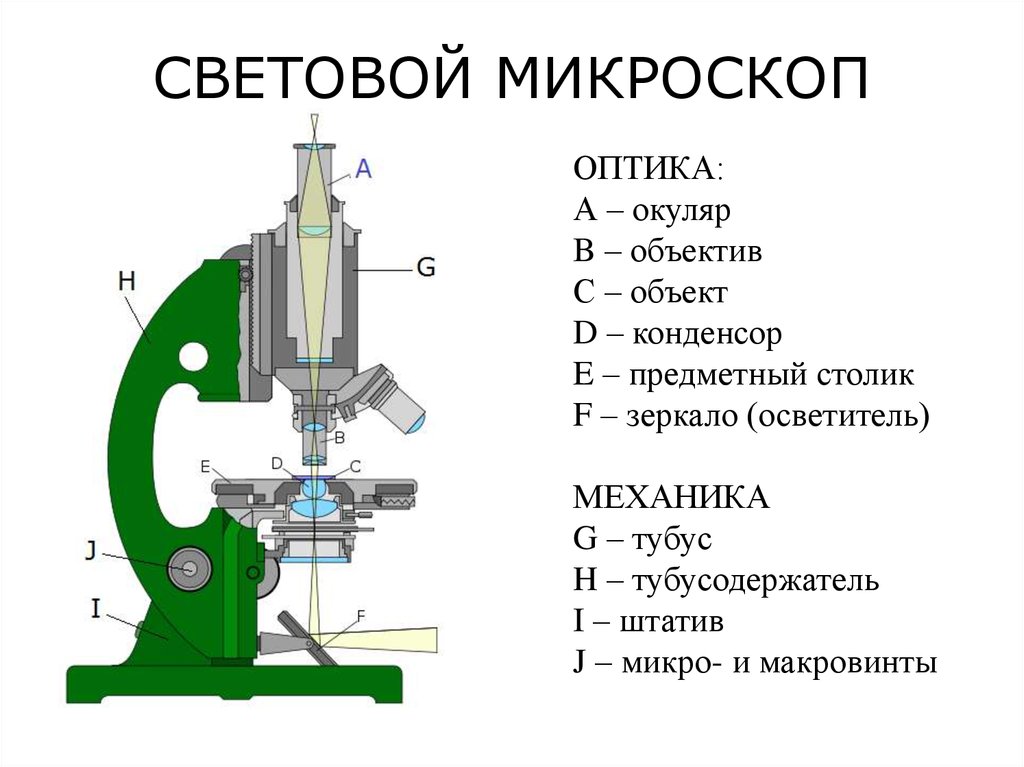 Микроскоп строение. Оптический микроскоп строение. Схема светового микроскопа. Как работает световой микроскоп. Световой микроскоп строение световой микроскоп.