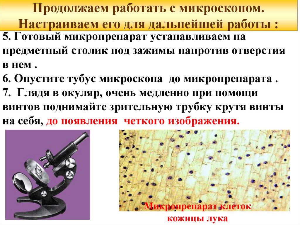 Лабораторная по биологии 5 класс микроскоп. Последовательность работы с микроскопом. Последовательность действий работы с микроскопом. Лабораторная работа микроскоп. Вывод микроскопа.