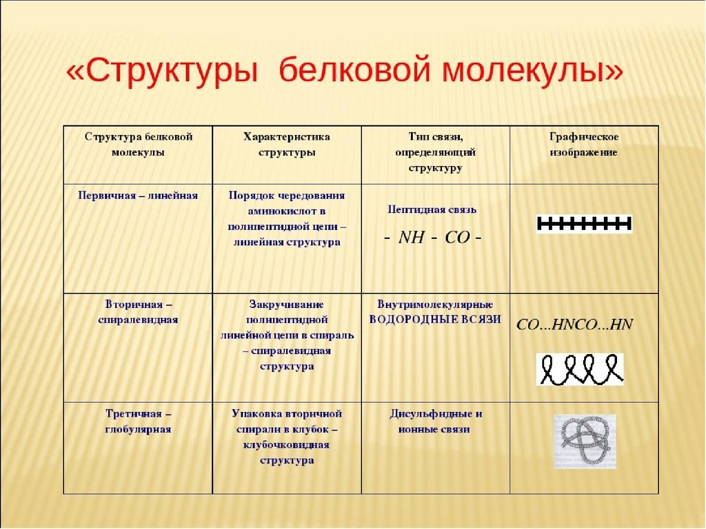 Структурное строение. Структура белковой молекулы таблица. Уровни организации белковых молекул таблица. Структуры белковых молекул таблица. Таблица структура белка характеристика структуры.