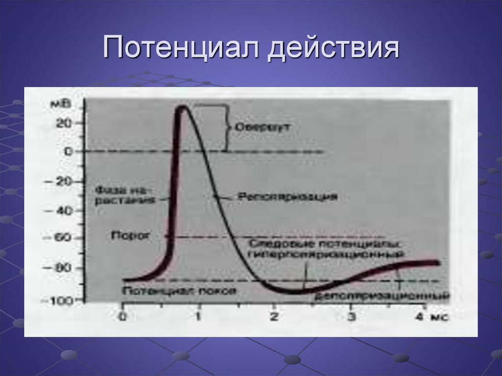 Частота потенциала действия. Потенциал действия. Потенциал покоя и потенциал действия. Потенциал действия схематично. График мембранного потенциала действия.