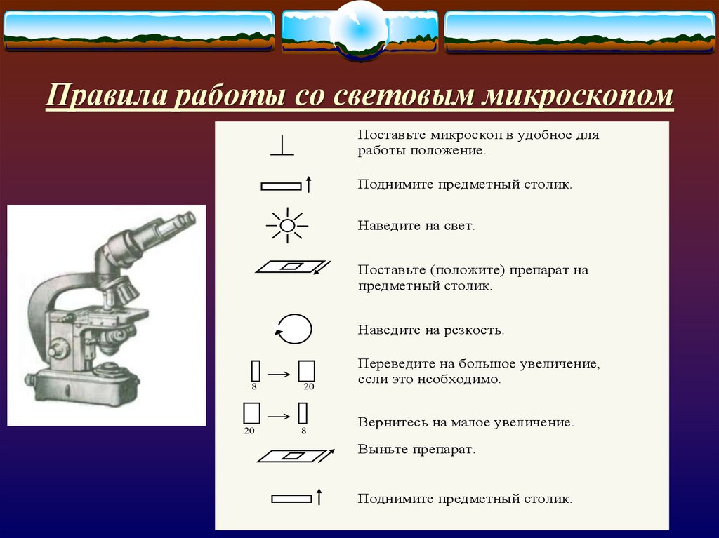 Порядок работы с микроскопом 5 класс