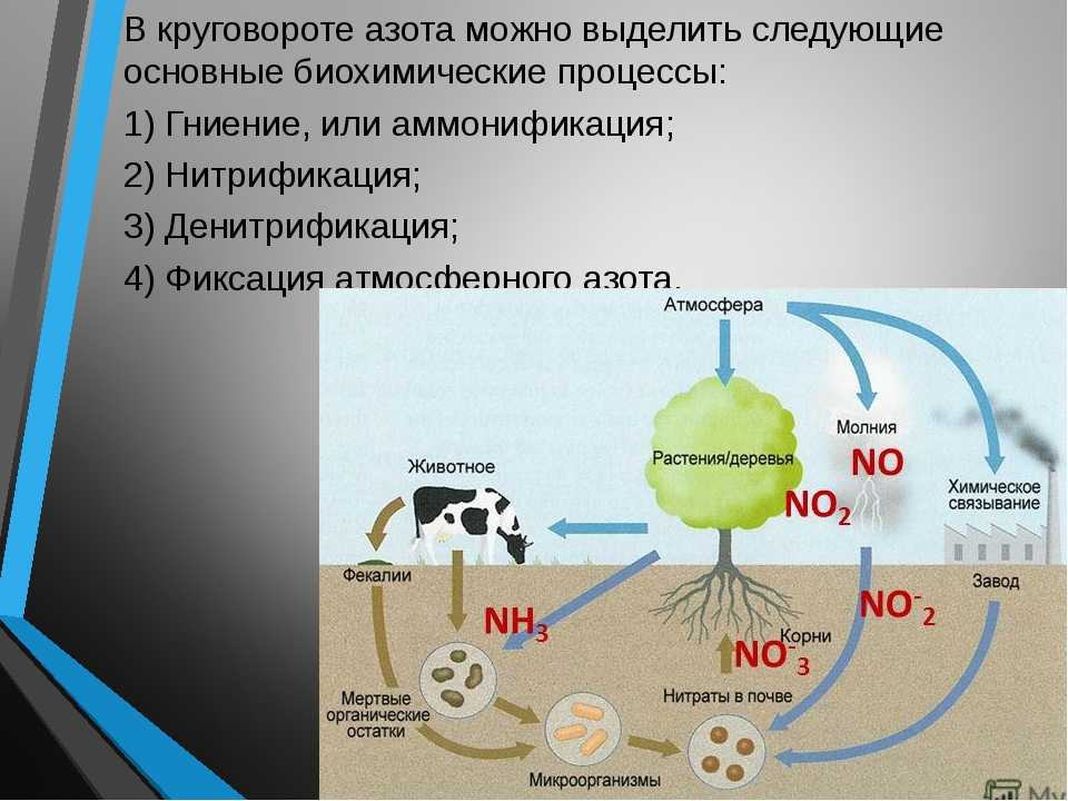 Кислород метан сернистый газ. Круговорот азота (по ф.Рамаду, 1981). Круговорот азота в биосфере. Биохимический цикл азота схема. Биологический круговорот азота схема.