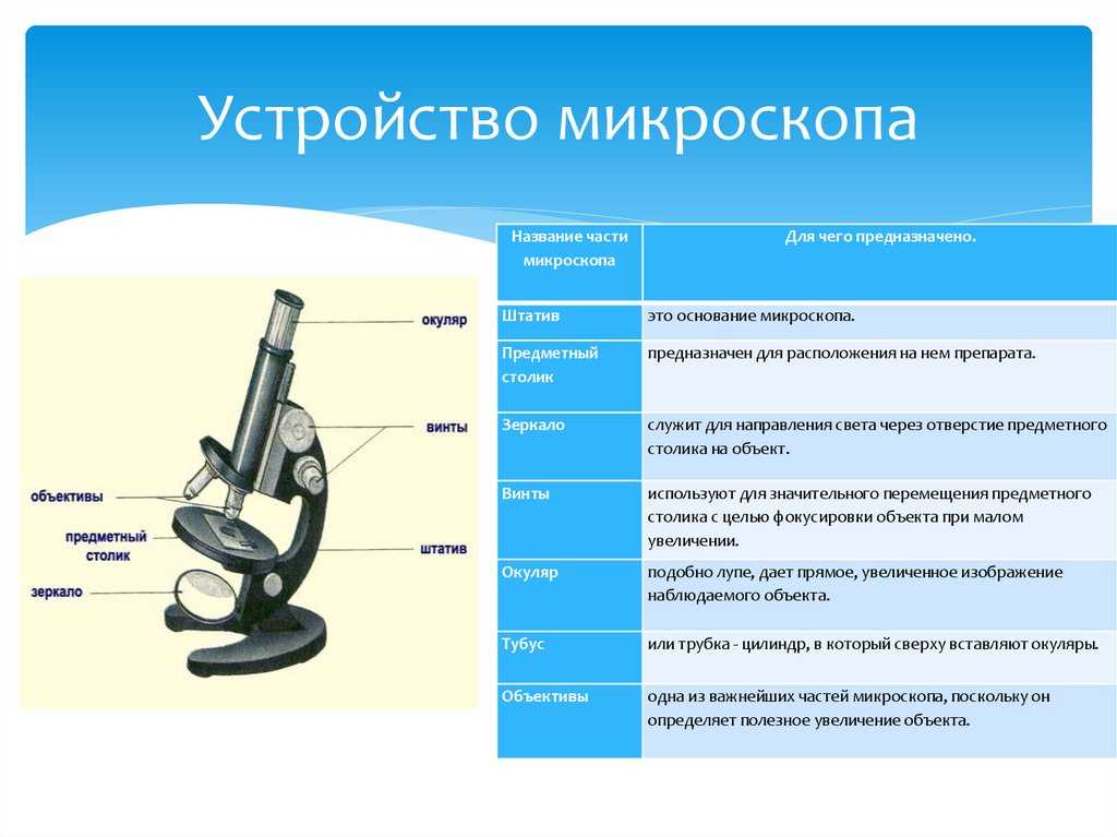 Что увеличивает изображение в микроскопе