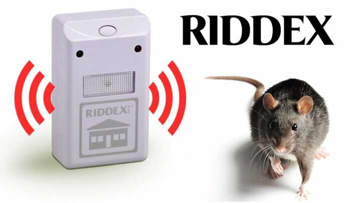Включи звук отпугивающих. Звук от мышей. Звук для отпугивания мышей очень эффективный. Звук который отпугивает мышей в доме. Звук пугающий мышей.