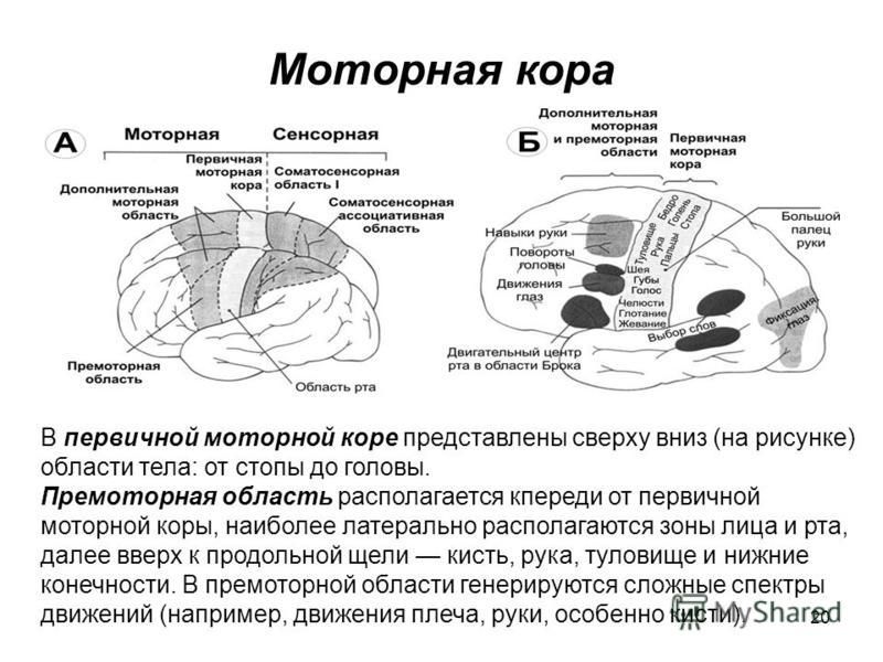 Нарушение коры. Функции премоторной зоны коры головного. Двигательная кора головного мозга. Моторная и премоторная зона коры больших полушарий расположены. Премоторные отделы головного мозга.