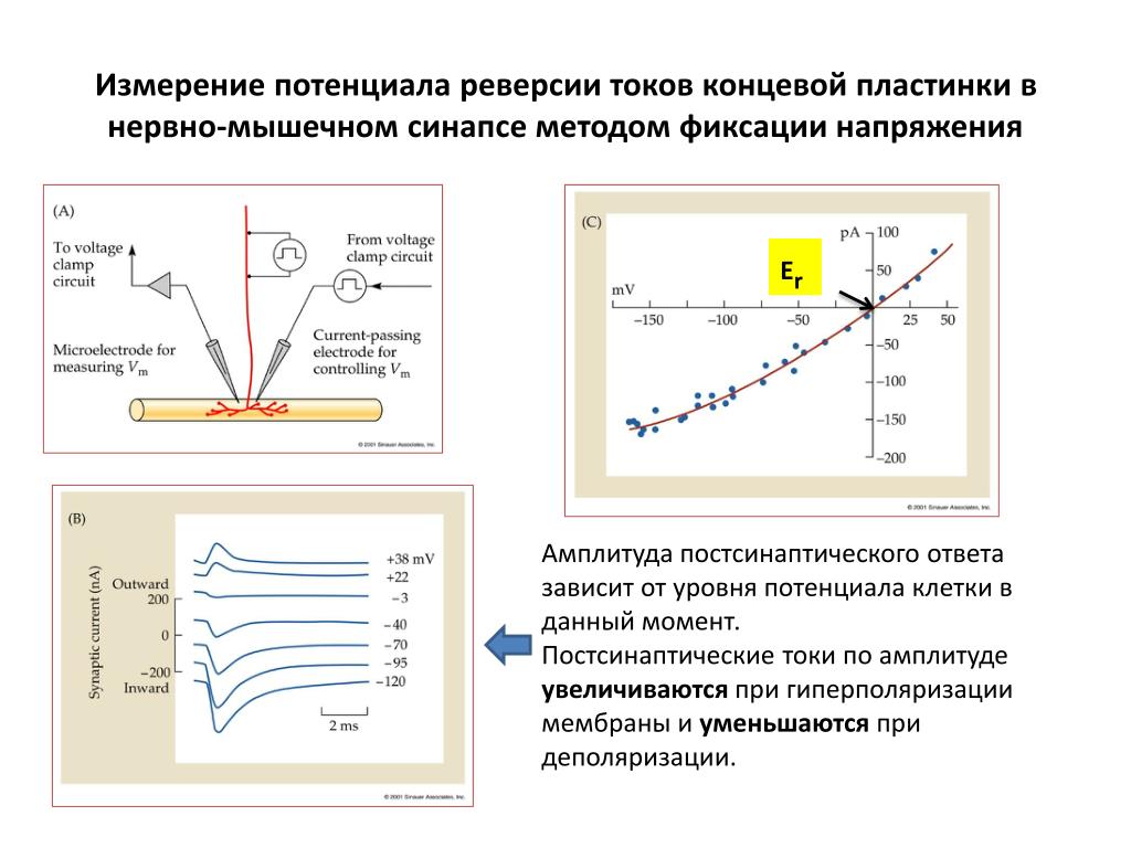 Потенциал концевой пластинки. Потенциал концевой пластинки схема. Миниатюрные потенциалы и потенциал концевой пластинки.. Электрограмма потенциала концевой пластинки. Миниатюрный потенциал концевой пластинки.