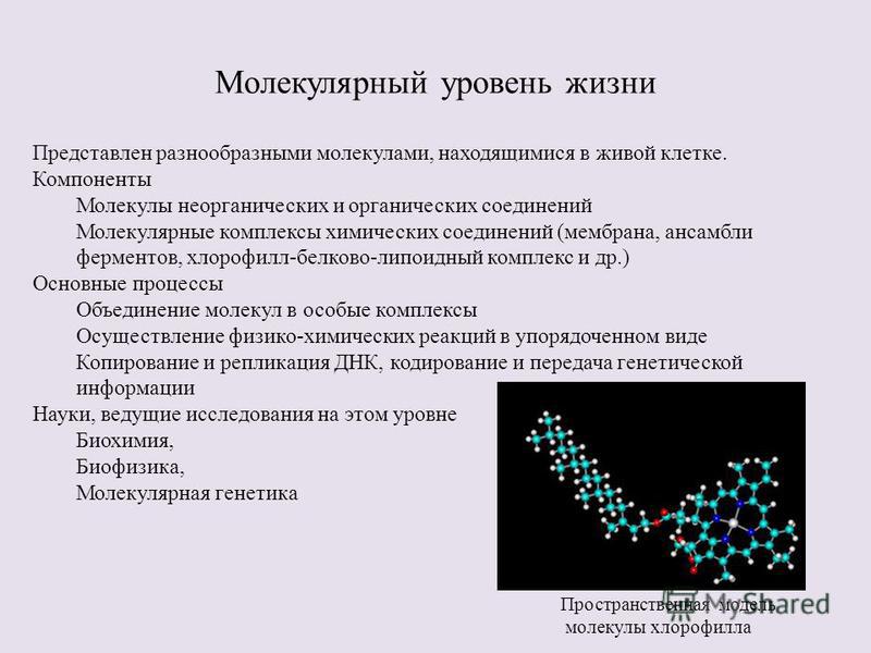 Уровень молекул. Молекулярный уровень организации жизни. Уровни организации живой материи молекулярный компоненты. Структурные элементы молекулярного уровня. Молекулярный уровень организации жизни структурные компоненты.