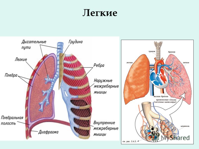 Легкие человека это кратко. Строение легких. Схема легких. Схема строения легких. Строение легких анатомия.