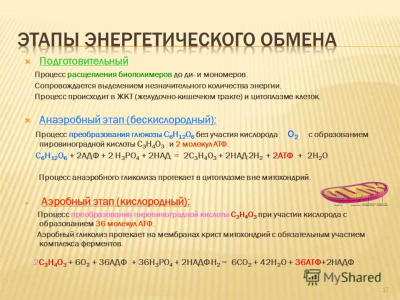 Где происходит энергетический обмен веществ