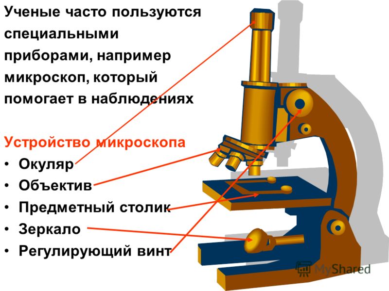 Из чего состоит микроскоп 5 класс