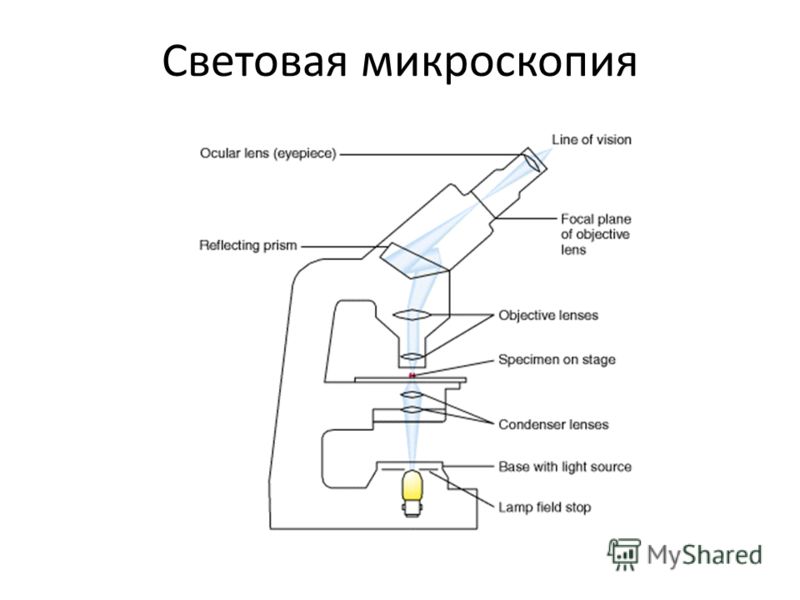 Как называется зрительная трубка микроскопа. Световой и электронный метод микроскопии. Электронная световая микроскопия схема. Световая микроскопия примеры. Световой микроскоп микробиология строение.