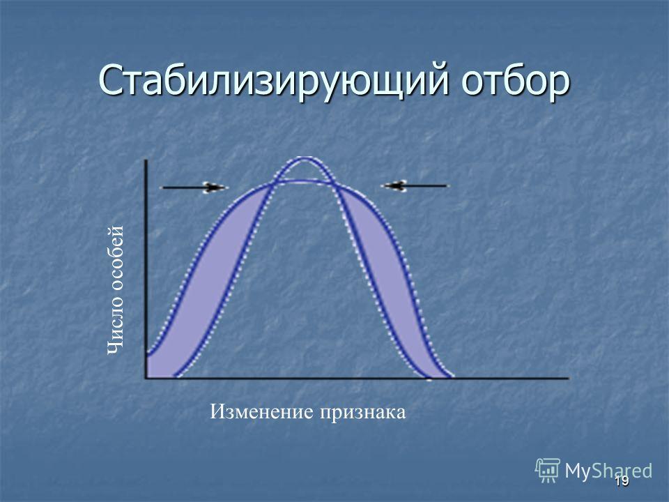 Стабилизирующий отбор