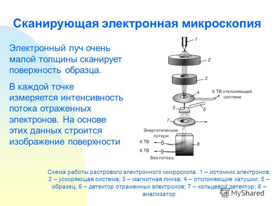 Электронная микроскопия