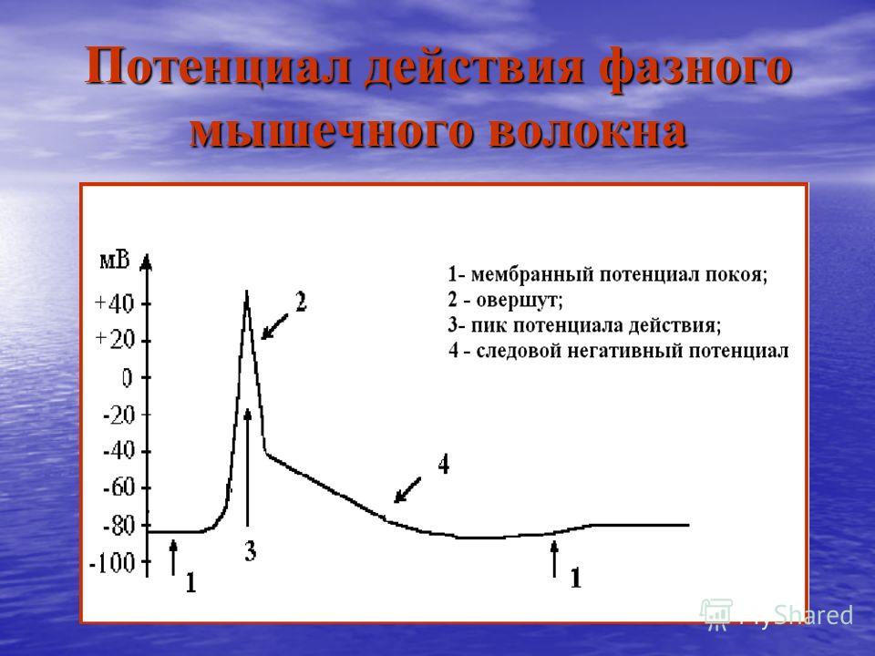 График потенциала действия скелетного мышечного волокна. Электрограмма потенциала действия скелетно-мышечного волокна. Фазы потенциала действия мышечного волокна. Потенциал покоя скелетной мышцы.