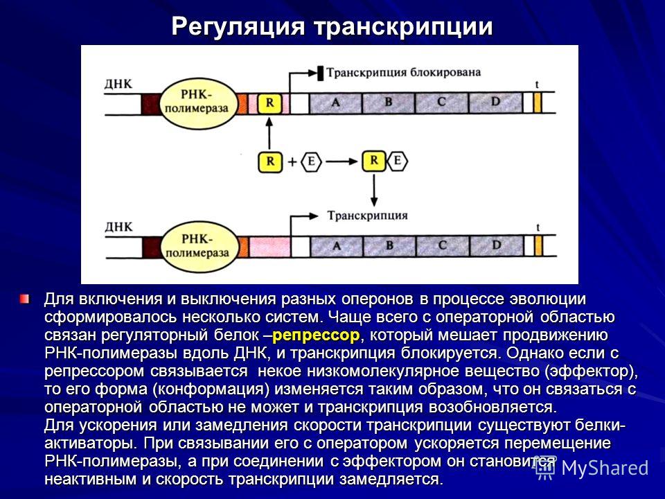 Последовательность транскрипции у эукариот