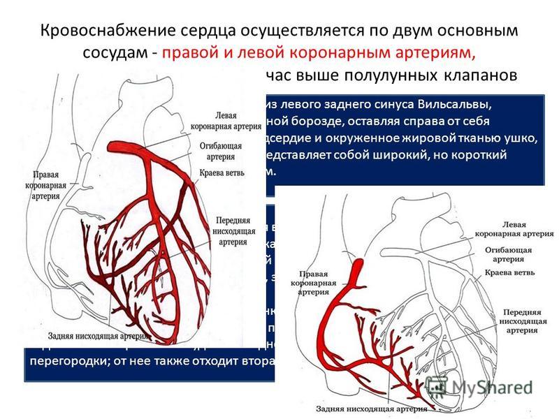 Расширение коронарных артерий нитроглицерин. Коронарный кровоток венечные артерии. Кровоснабжение миокарда левого желудочка осуществляется:. Венечные артерии сердца анатомия. Маммарокоронарное шунтирование топографическая анатомия.