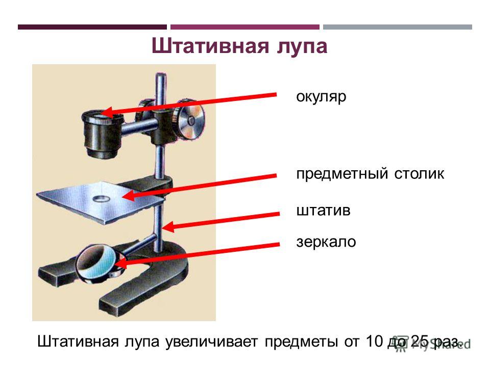 Строение штативного микроскопа