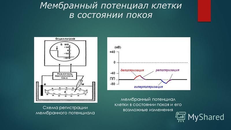 Мембрана потенциалы. Мембранный потенциал клетки формула. Мембранный потенциал схема физиология. Мембранный потенциал покоя схема. Мембранные потенциалы клетки схема.