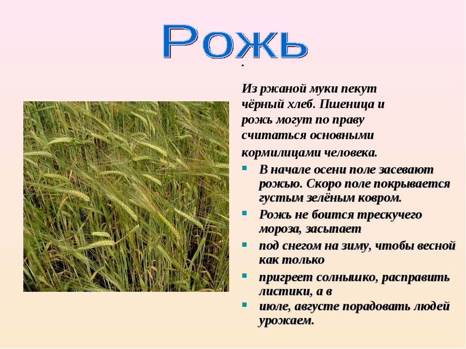 Рассказать про поле. Описание пшеницы. Сообщение о ржи. Загадки на тему рожь для детей. Доклад о ржи 3 класс.