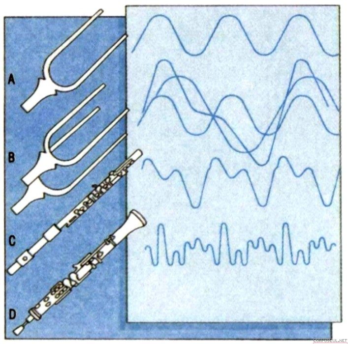 Основной тон. Тембр звуковой волны. Звуковые волны в музыкальных инструментах. Форма волны звука. Гармоники и обертоны звука.
