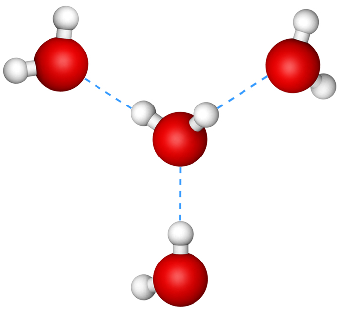 Молекулы воды образуют связи