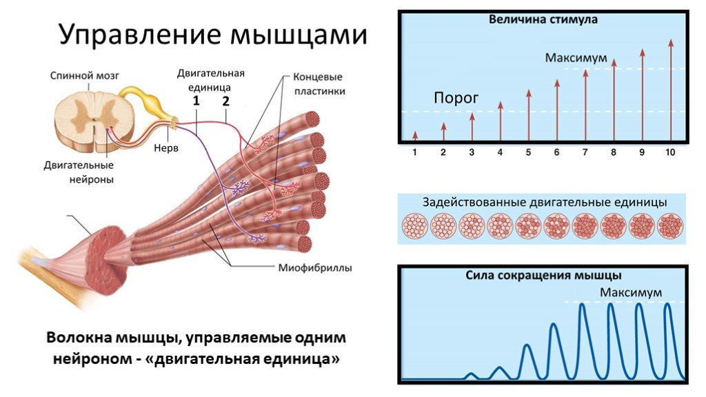 Двигательные мышцы. Двигательные единицы мышц физиология. Строение двигательной единицы мышцы. Моторная единица мышечного волокна. Схема двигательной единицы физиология.