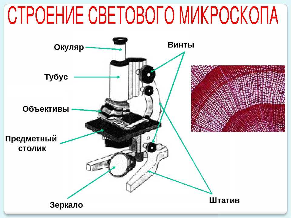 Функция объектива в микроскопе