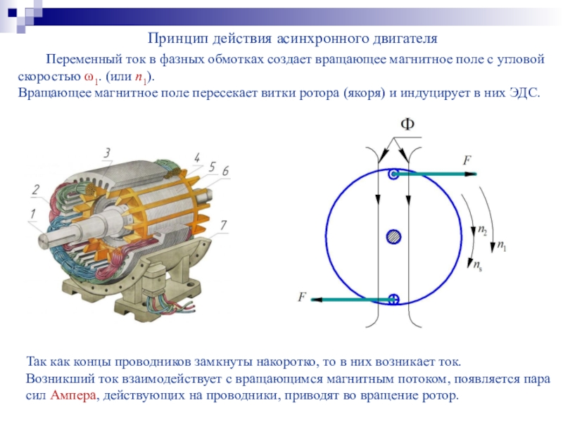 Полюса обмотки ротора синхронной машины на рисунке