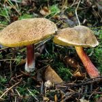 Трубчатые грибы моховики: жёлто-бурый и зеленый