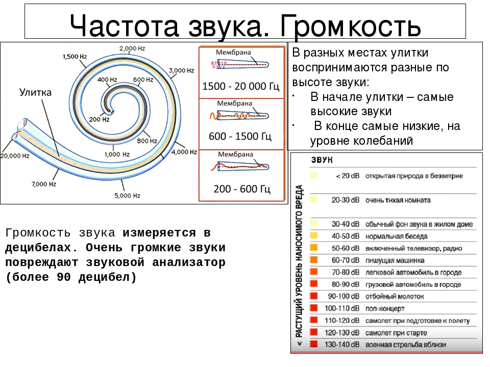 Сделай низкие частоты. Частота звука. Улитка и частота звука. Звук в Герцах. Частота звука Гц.