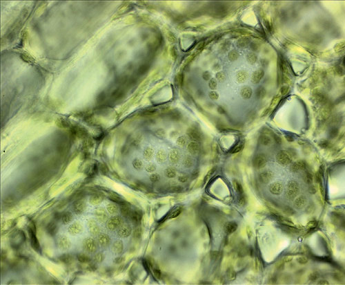 Хлоропласты в клетках водоросли. Увеличение 1000×