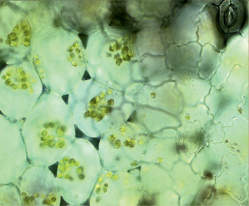 Хлоропласты в клетках травы. Увеличение 1000×