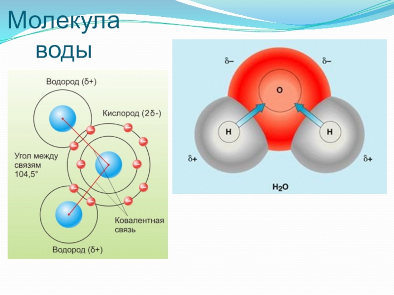 Физика молекулы воды. Угол между атомами водорода в молекуле воды. Молекула воды. Структура молекулы воды. Молекула молекула воды.