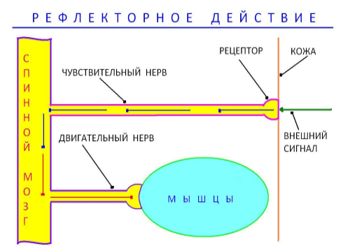 Концепция Д. Б. Эльконина