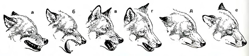 демонстративные позы волка